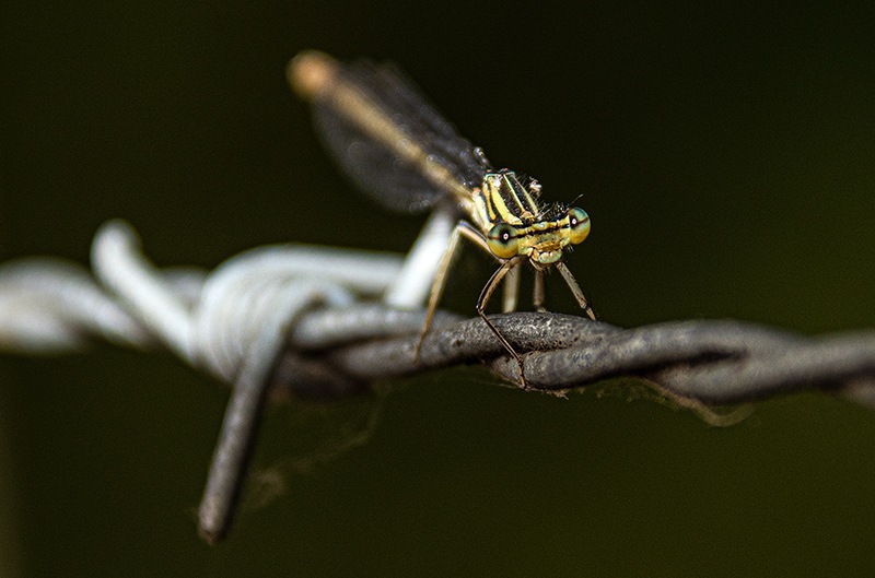 20_-Platycnemis-pennipes_-femmina-(38).jpg.5871b9c6b18d3ead919a2f7c75dd5a5d.jpg