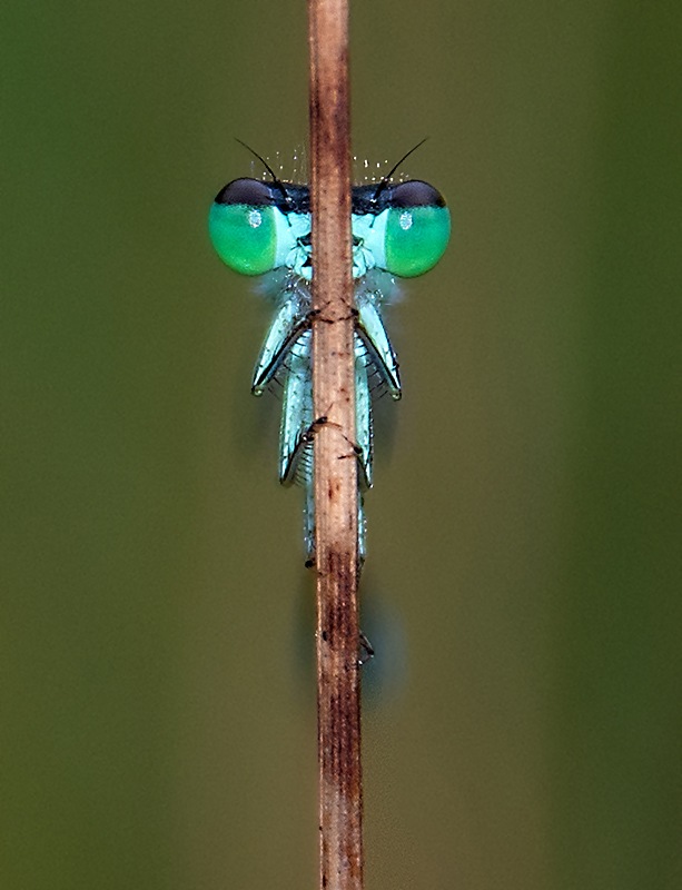 22_-Ischnura-elegans_-maschio-(42).jpg.c23998b27017b75b76954f44a91818b5.jpg