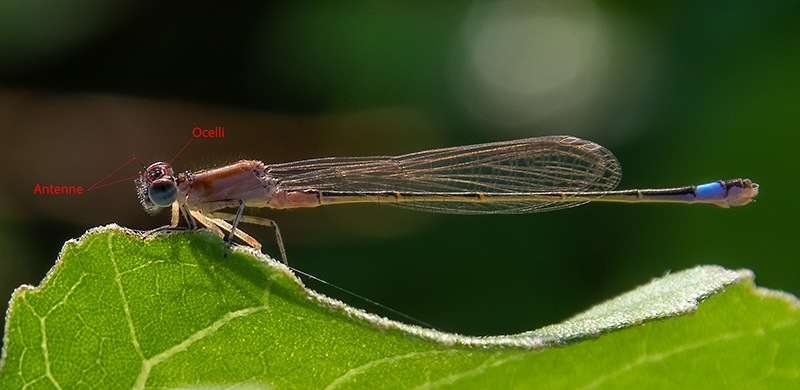 40_-Ischnura-elegans_-femmina-immatura-rufescens-(15).jpg.1522635ef2811d95c712ecaa1086416b.jpg