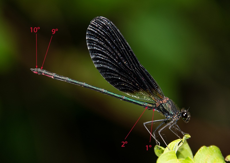 67_-Calopteryx-haemorrhoidalis_-maschio-(39).jpg.f37d9493375552f7754f536f38b77163.jpg