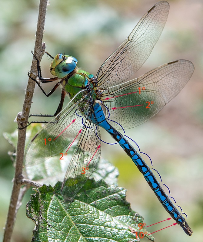 80_-Anax-imperator_-maschio-(38).jpg.f5825a8c813e842931597536b130744c.jpg