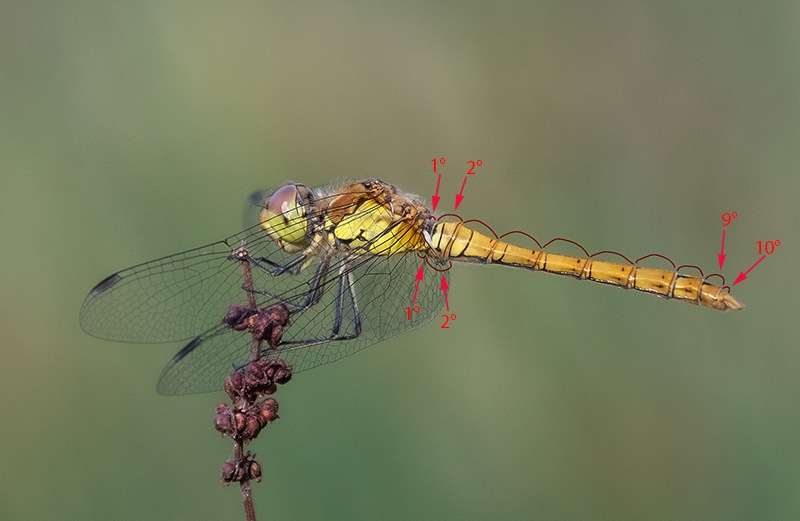 87_-Sympetrum-striolatum_-maschio-immaturo-(17).jpg.b29beb8a2bf31c9d5de28deab01035cc.jpg