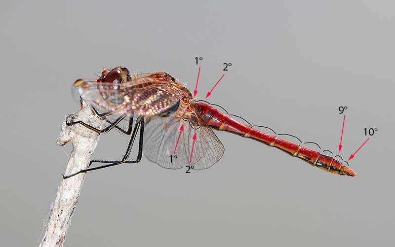 88_-Sympetrum-fonscolombii_-maschio-(9).jpg.a06c545ccc73314d4b2dc8ac8c69d56d.jpg