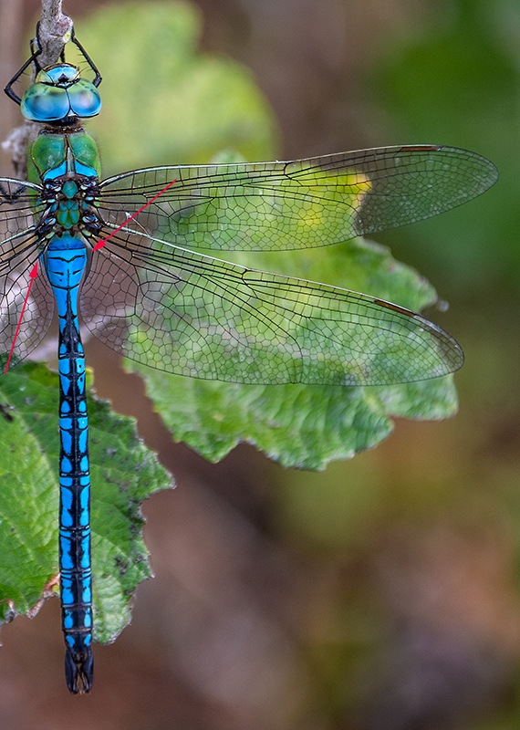 93_-Anax-imperator_-maschio-(20).jpg.06844191159ce705b6b89775329dca0d.jpg