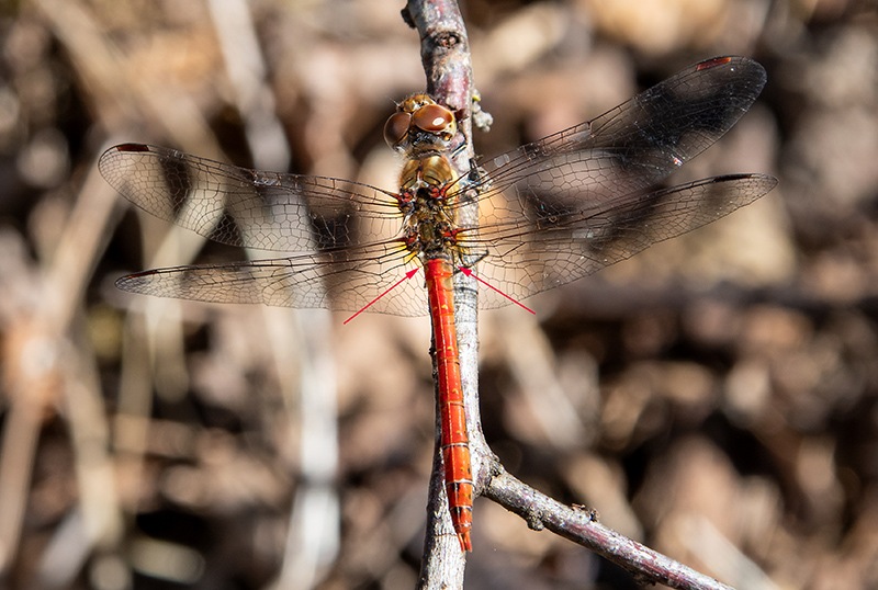 95_-Sympetrum-striolatum_-maschio-(145).jpg.5e94335d60a3383d676abd1d11addf92.jpg