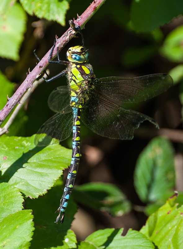 Aeshna-cyanea_-maschio-(14).jpg.3609b07ef1a9489997fe6d456c52c3a7.jpg