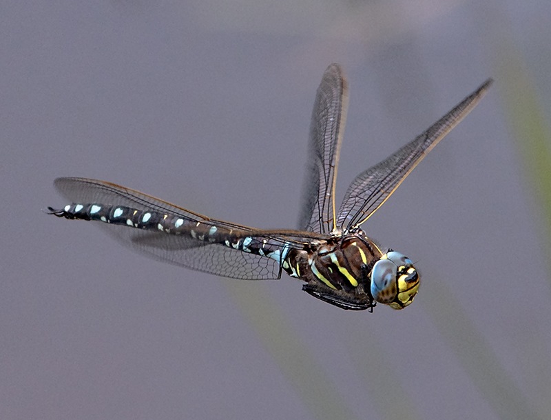 Aeshna-juncea_-maschio-in-volo-(38).jpg.d6839c93a049e96aed63f948a529f3b2.jpg