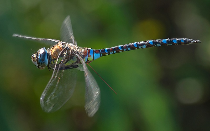 Aeshna-mixta_-maschio-in-volo-(124).jpg.1702c48843919bc2b7ca2045e57111e8.jpg