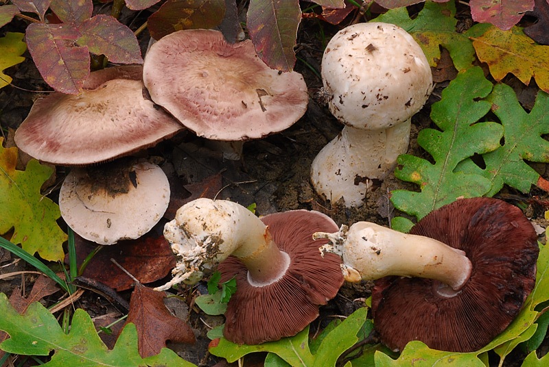 Agaricus-bresadolanus-07-9.jpg