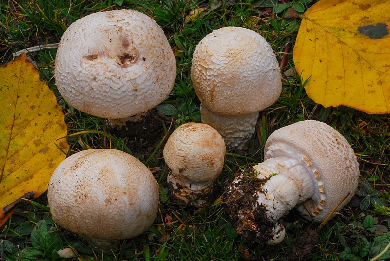 Agaricus-crocodilinus-A-01.jpg