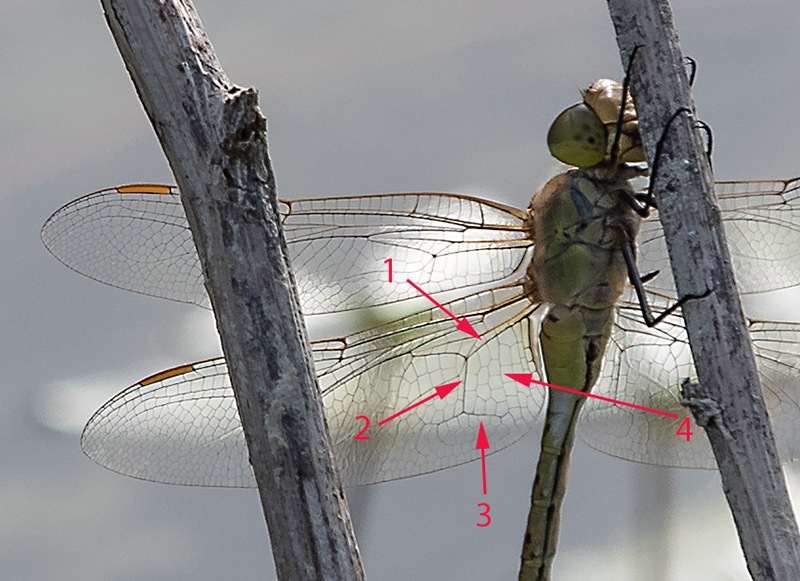 Anax-ephippiger_-maschio-(5).jpg.b6c922357adf2f65b607eaa128fa151c.jpg