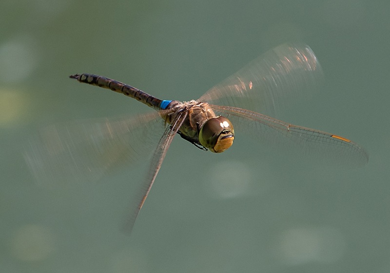 Anax-ephippiger_-maschio-in-volo-(4).jpg.334832bf690df0ef7799b9c5b09ecc5f.jpg