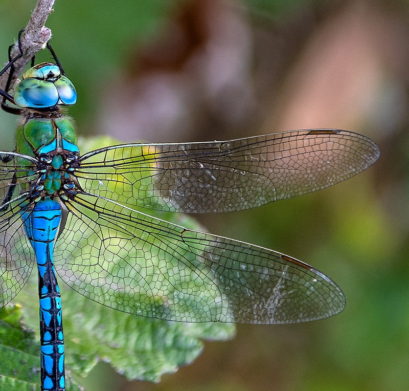 Anax-imperator_-maschio-(17).jpg.0a2f84a392bfd67fc8e5274709fb6f91.jpg