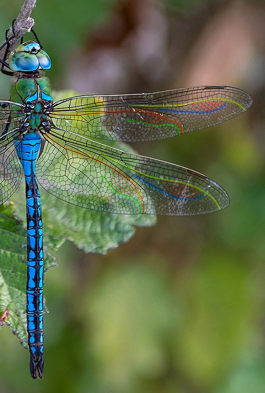 Anax-imperator_-maschio-(17).jpg.9a64ddc303d59299838d355b9c47d982.jpg