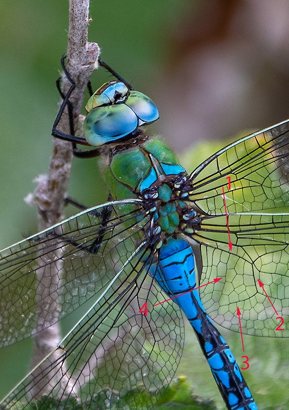 Anax-imperator_-maschio-(19).jpg.6733414664ee7022dee95fdea9241b76.jpg