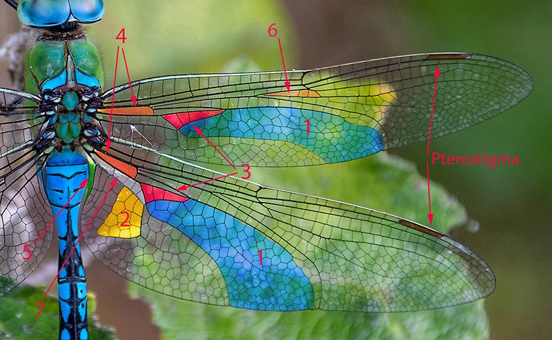 Anax-imperator_-maschio-(20)---MESSA.jpg.edd85ec5fe340b76946fd036d49d6669.jpg