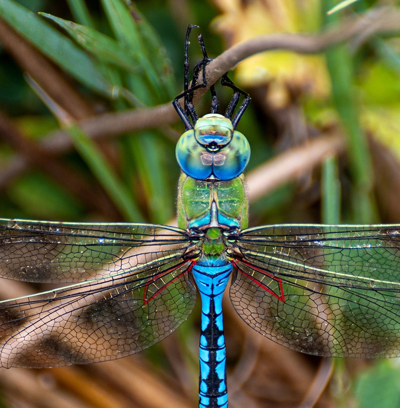 Anax-imperator_-maschio-(3).jpg.f812a305d18bc0d19935103abbdc1df3.jpg