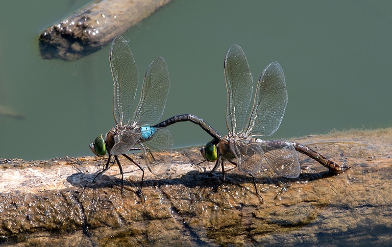 Anax-parthenope_-Tandeme-e-ovideposizione-(15).jpg.0d58b91fcb309747520bad5d7a3c59d4.jpg