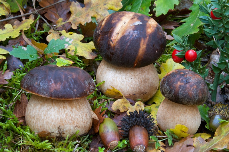 Boletus-aereus-5600_03_2023.jpg