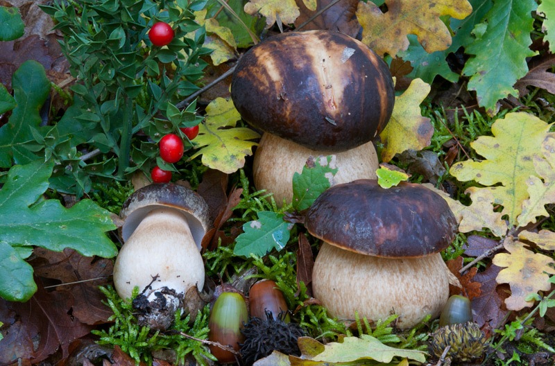 Boletus-aereus-5604_08_2023.jpg