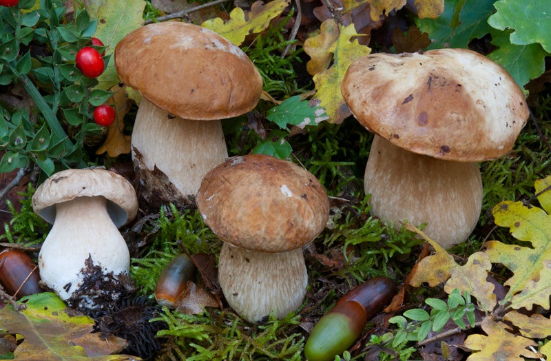 Boletus-reticulatus-5632_38_2023.jpg