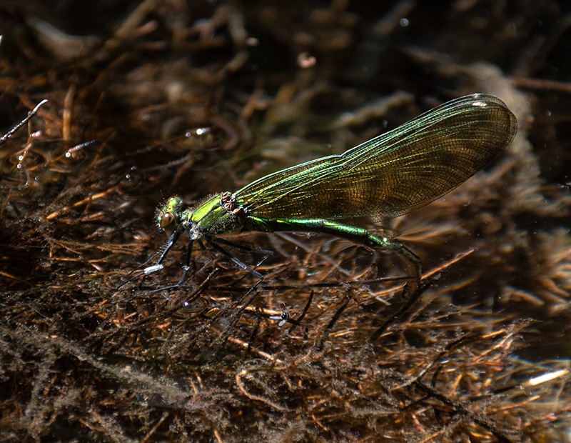 Calopteryx-splendens_-femmina-in-deposizione-(2).jpg