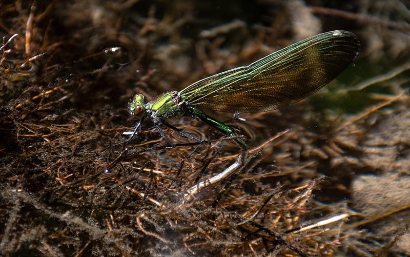 Calopteryx-splendens_-femmina-in-deposizione-(4).jpg.f3daf2e0d635f3e09a9c265b8298a0c8.jpg