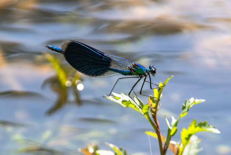 Calopteryx-splendens_-maschio-(42)---Copia.jpg