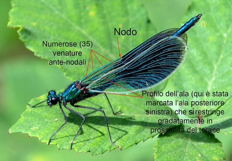 Calopteryx-splendens_-maschio-(47).jpg.28abdd6e30fc5fe664132dfb46cd4984.jpg