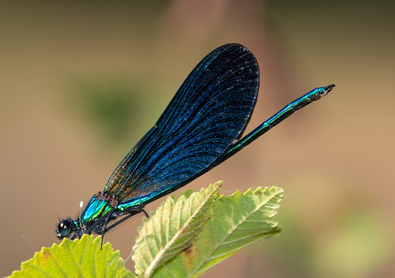 Calopteryx-virgo_-maschio-(24)---Copia.jpg