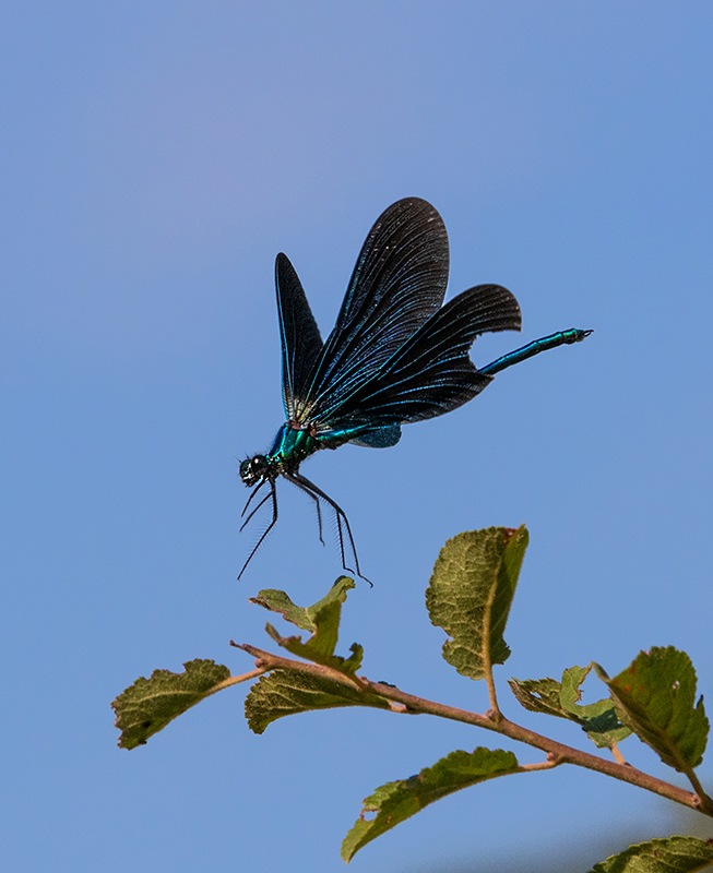 Calopteryx-virgo_-maschio-in-volo-(11).jpg