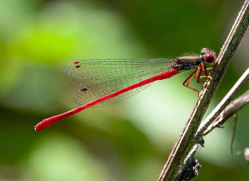 Ceriagrion-tenellum_maschio_a1-copia.jpg.0b4a0edb8f9921aca3638ecb2a5cbda0.jpg