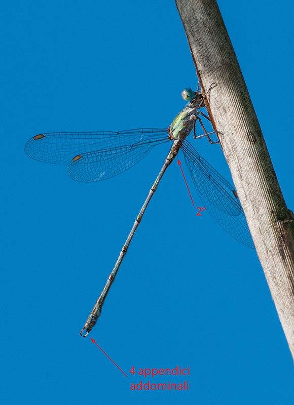 Chalcolestes-viridis_-maschio-(38).jpg.b1f79fa2a6899a296f95a3913da53e12.jpg