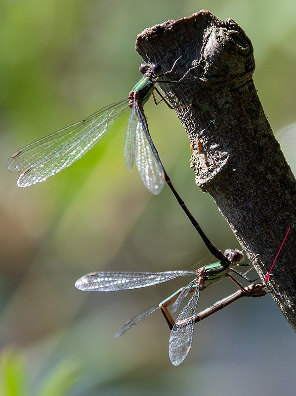 Chalcolestes-viridis_-tandem-in-ovideposizione-(21).jpg.93a7f5709a8a150bf48e3a92f513f4b1.jpg