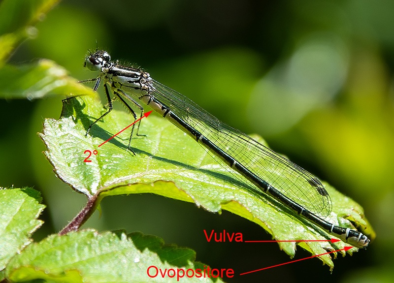 Coenagrion-puella_-femmina-(7).jpg.0677ae1bde07a89e2f78ab90e4b6b4b3.jpg