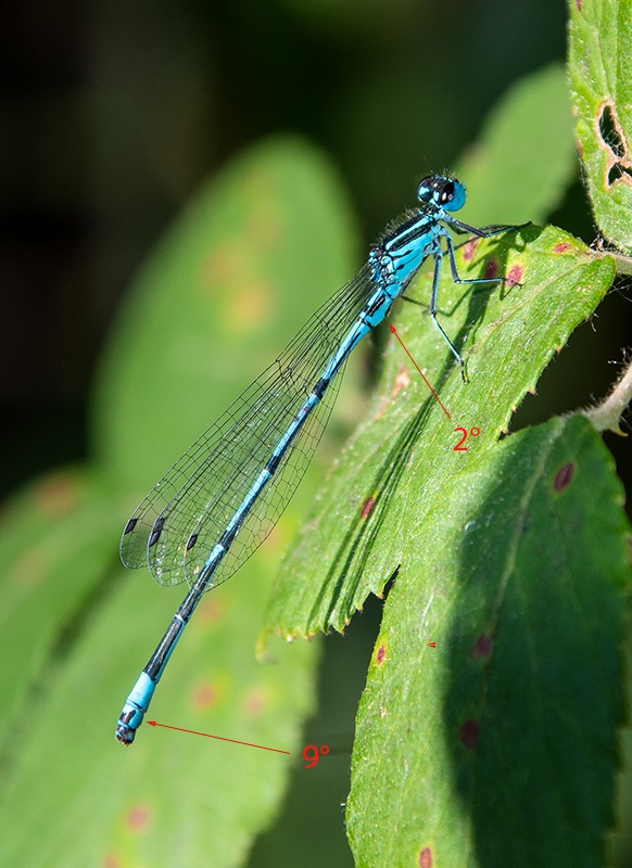 Coenagrion-puella_-maschio-(10).jpg.bc713ce116e50bf78a04d05d3352deae.jpg