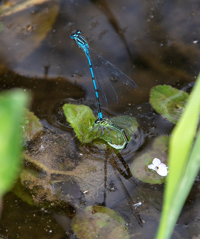 Coenagrion-puella_-ovideposizione-(9).jpg.10c440ea256ae8062c73e398058a1ba8.jpg