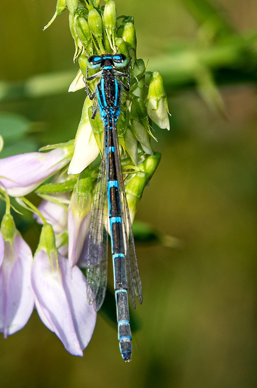 Coenagrion-scitulum_-femmina-(14).jpg.fdebc4543dc228562807a560580fada5.jpg