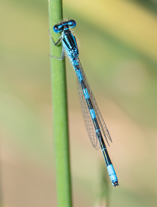 Coenagrion-scitulum_-maschio-(13).jpg.abe2aff7986b58a2c980ffc108ee72aa.jpg