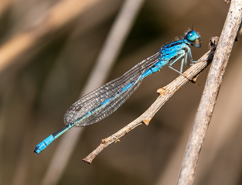 Coenagrion-scitulum_-maschio-(34).jpg.4f576b0a8584d0556d224fc58cf5b355.jpg