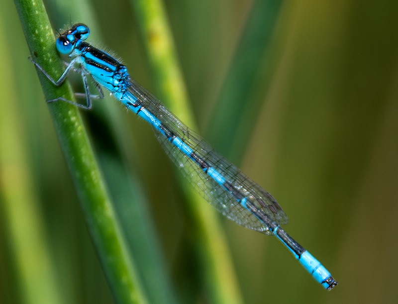 Coenagrion-scitulum_-maschio-(42).jpg.a05eea571ed96ea936aa1462066dca5d.jpg