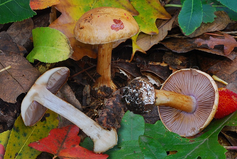 Cortinarius-catharinae-01-2-5-9-10.jpg