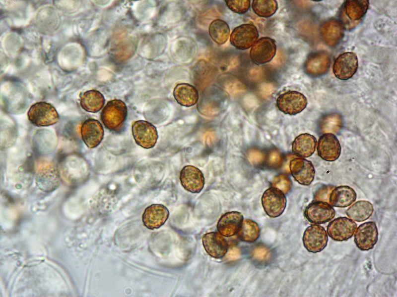 Cortinarius-melanotus-(Leprocybe)-17-Spore-KOH-1000x.jpg