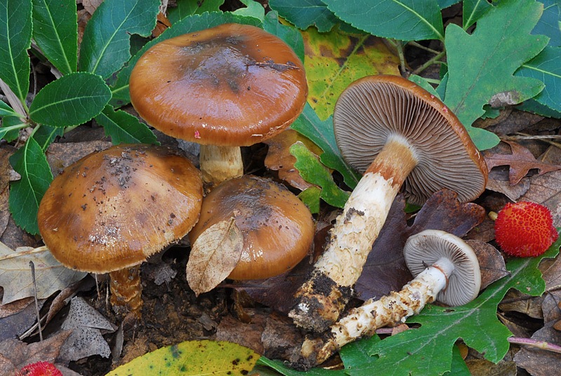 Cortinarius-trivialis-03-5.jpg