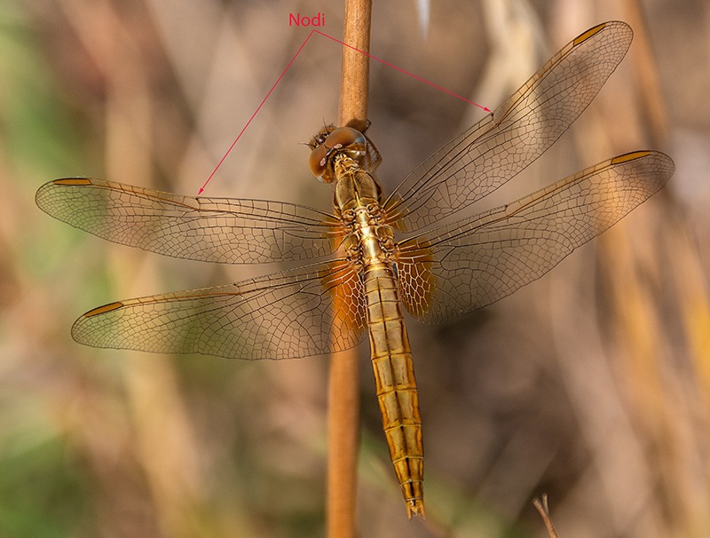 Crocothemis-erythraea_-femmina-(10).jpg.f979cd2d567654d4f01693b522895204.jpg