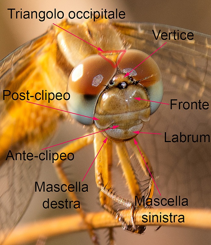 Crocothemis-erythraea_-femmina-(12).jpg.141fe474ff44ad6590a2ce8a3fc67866.jpg