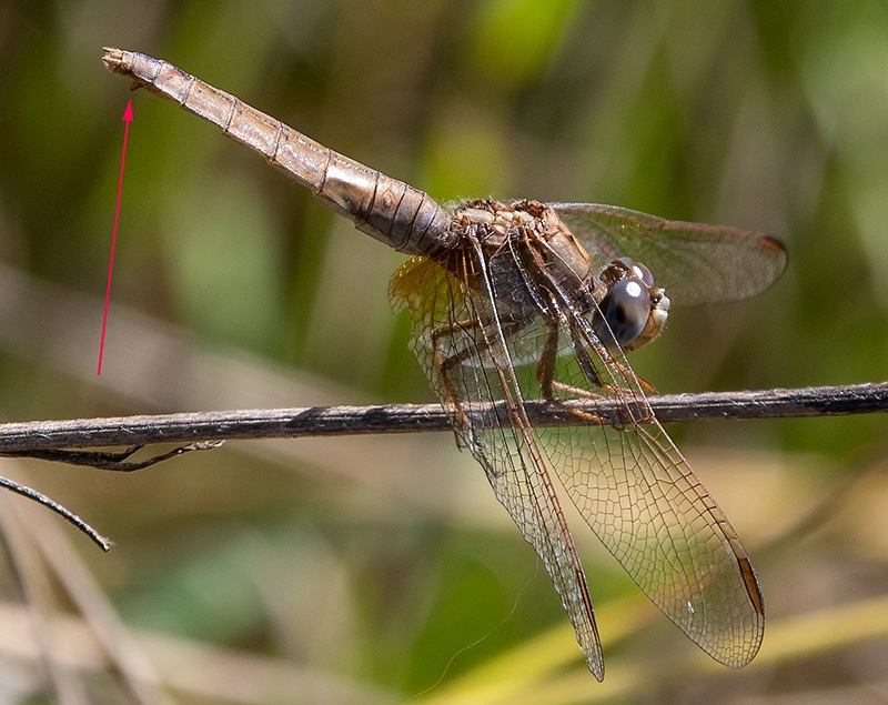 Crocothemis-erythraea_-femmina-(16).jpg.3bae2a94049688210c655acdba7092a1.jpg