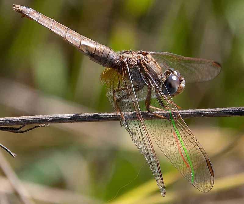 Crocothemis-erythraea_-femmina-(16).jpg.4e5c4a52205332f48b14660a9c7a70a4.jpg