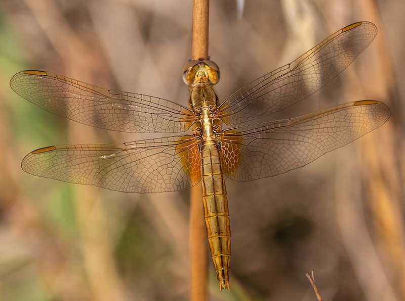 Crocothemis-erythraea_-femmina-(9).jpg.447ce65adcb560be4da9739e9d8fddf6.jpg