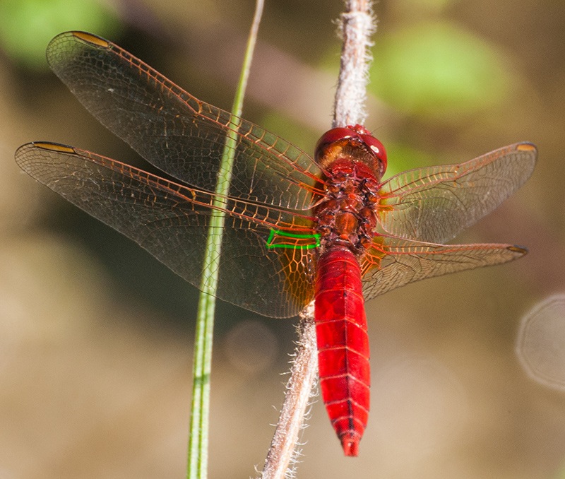 Crocothemis-erythraea_-maschio-(4).jpg.9fae18f18b3b5e9a62b3ac2b6060e531.jpg